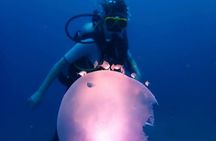 Dive Shipwrecks and Reefs in Cartagena with Certified Divers