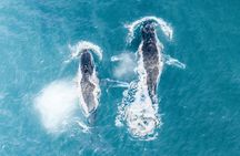 Whale Watching Adventure Ballina