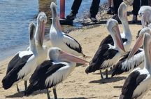 Melbourne: Phillip Island or Wilsons Prom Whale Watching