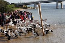 Melbourne: Phillip Island or Wilsons Prom Whale Watching