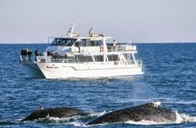 Melbourne: Phillip Island or Wilsons Prom Whale Watching