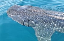 Holbox : swimming tour with whale sharks and snorkel