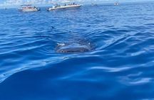 Holbox : swimming tour with whale sharks and snorkel