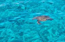 From Limassol: Agia Napa Blue Lagoon & Turtle Bay Boat Trip