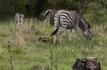 Private Harare City Tour: Wildlife, Art & Iconic Landmarks