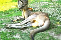 Admission Ticket to the ZOO with the Cruise Boat Transfer