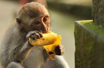 Bali: Monkey Forest, Taman Ayun, Tanah Lot Temple Tour