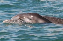 Blue Wave Adventures TursiOps Dolphin Watch Cruise Murrells Inlet