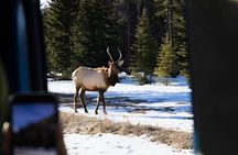 Banff Sunset Wildlife Tour: Spot Bears, Elk & Bighorn