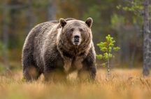 Banff Sunset Wildlife Tour: Spot Bears, Elk & Bighorn