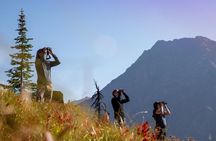 Banff Sunset Wildlife Tour: Spot Bears, Elk & Bighorn
