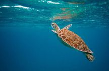 Cancun: 4-Stop Snorkeling Tour, Turtles,Reef,Shipwreck & Cenote