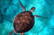 Cancun: 4-Stop Snorkeling Tour, Turtles,Reef,Shipwreck & Cenote
