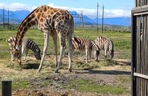Cape Town Giraffe & Cheetah Encounter and Wine Testing.