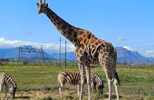 Cape Town Giraffe & Cheetah Encounter and Wine Testing.