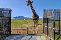 Cape Town Giraffe & Cheetah Encounter and Wine Testing.