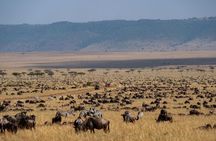 Big Five Game Drives and Wildlife Encounters Maasai Mara 3 Days