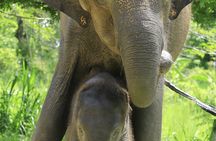 Chiang Mai Half-Day Tour Elephant Sanctuary. Herbal Ball Making