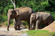 Chiang Mai Half-Day Tour Elephant Sanctuary. Herbal Ball Making