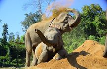 Chiang Mai Half-Day Tour Elephant Sanctuary. Herbal Ball Making