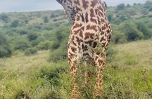 Nairobi National Park Guided Tour with Free Giraffe Center Visit