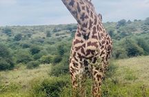 Nairobi National Park Guided Tour with Free Giraffe Center Visit