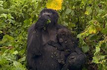 1-Day Rwanda Gorilla Trek & Dian Fossey Experience - Ellen Campus