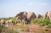 Overnight Amboseli Safari with Free Maasai Village Tour