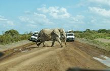 Overnight Amboseli Safari with Free Maasai Village Tour