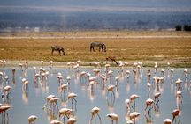 Overnight Amboseli Safari with Free Maasai Village Tour