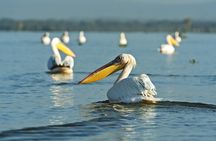 Lake Naivasha Boat Ride and Crescent Island Walking Guided Safari
