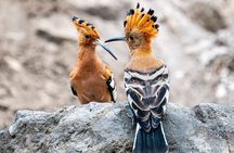 Lake Naivasha Boat Ride and Crescent Island Walking Guided Safari