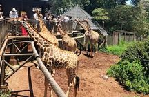 Giraffe Center, Maasai Market and Kobe Beads Center Private Tour