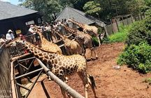Giraffe Center, Maasai Market and Kobe Beads Center Private Tour
