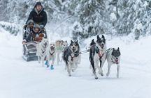 Local Husky Experience with Sled Ride and Photographer