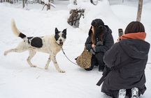 Local Husky Experience with Sled Ride and Photographer