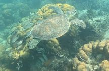 Islamorada Whale Harbor Snorkeling Activity
