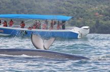 Whale Watching & Dolphin Tour – Uvita, Costa Rica