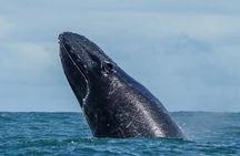 Whale Watching & Dolphin Tour – Uvita, Costa Rica