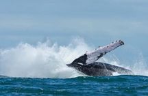 Whale Watching & Dolphin Tour – Uvita, Costa Rica