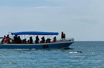 Whale Watching & Dolphin Tour – Uvita, Costa Rica