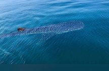 Holbox : swimming tour with whale sharks and snorkel