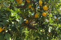 limoncello tour and Sicilian bbq