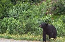Summit Tour in Skagway