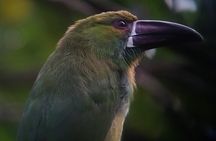 Supreme 100 + Species Challenge: Full day Mindo Birding Adventure.