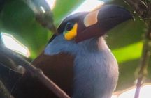 Supreme 100 + Species Challenge: Full day Mindo Birding Adventure.