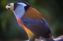 Supreme 100 + Species Challenge: Full day Mindo Birding Adventure.