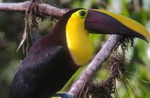 Supreme 100 + Species Challenge: Full day Mindo Birding Adventure.