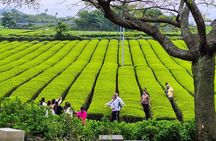 Jeju Island South Unesco Mt Halla One day Bus Tour