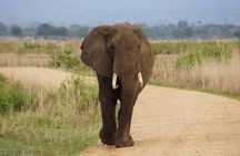 From Dar Es Salaam-Mikumi Wildlife Safari Day Trip with SGR Train